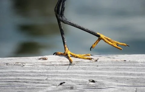 Egret legs on piling Stock Photos