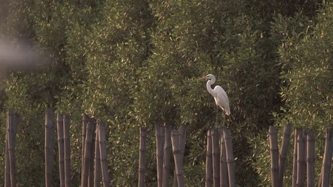 Egret looking out for danger  Stock Footage 77583327