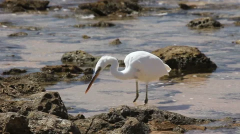 Egret looking for prey on the beach. 39 seconds 스톡 동영상 46841880