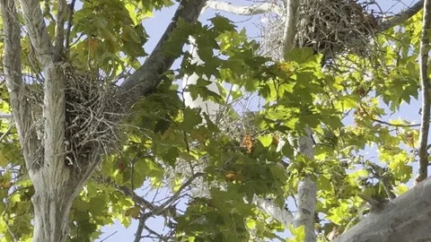 Egret lowers itself into one of three nests in trees Stock-Footage 315725381
