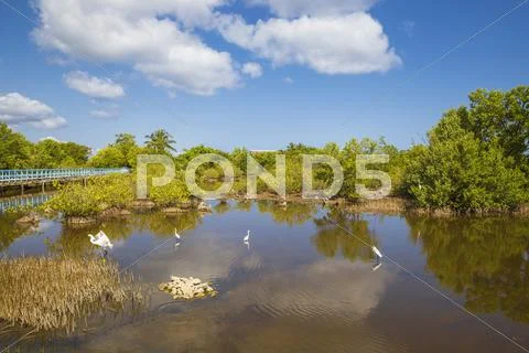Egret in mangroves, Playa Pesquero, Holguin Province, Cuba, West Indies, Stock Photos