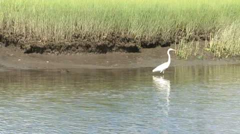 Egret in the marsh (3 of 4) Video stock 10686109