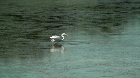 Egret in the marsh catching fish Stock Footage 36266797