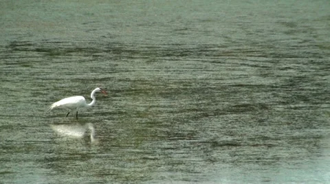 Egret in the marsh Stock Footage 36263517