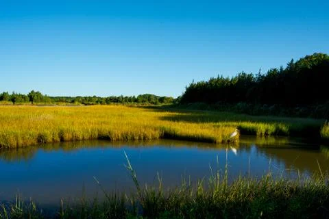 Egret Marsh Stock Photos