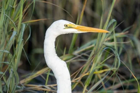 Egret in the Marsh 写真素材