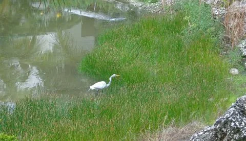 Egret in the marsh Stock Photos