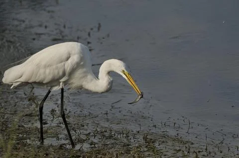 Egret With Minnow Stock Photos