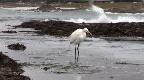 Egret In Ocean Eats And Walks Away Stock Footage 34959279