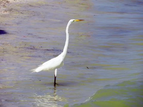 Egret in the Ocean Foto stock