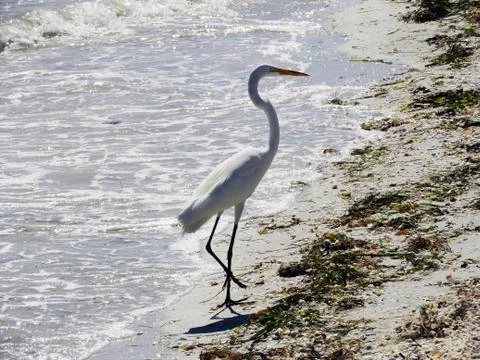 Egret in the Ocean Фото