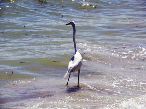 Egret in the Ocean Foto stock