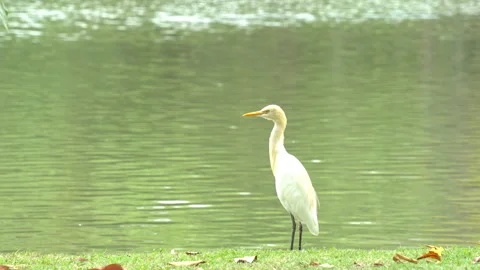 The egret or heron or bittern Stock Footage 305135164