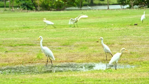The egret or heron or bittern Stock Footage 305135388
