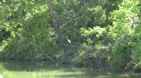 Egret Over Water Stockbeeldmateriaal 1239924