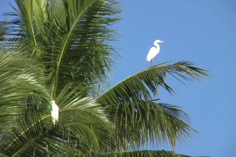 Egret in palm tree 1 Stock Footage 353467
