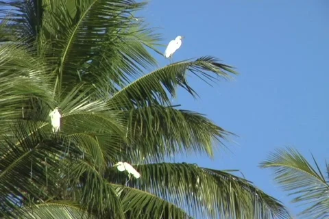 Egret in palm tree 2 Stock Footage 353500