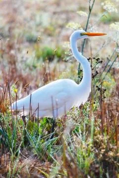 The egret Foto stock