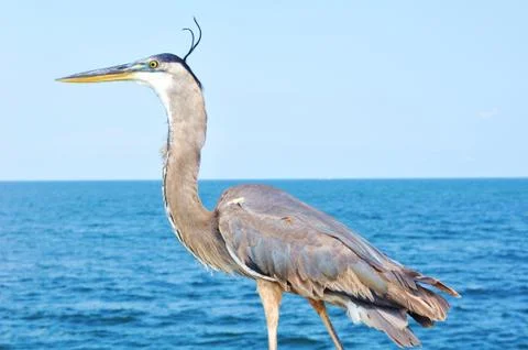 Egret Stock Photos
