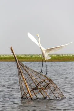 Egret Stock Photos