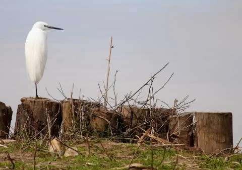 Egret Stock Photos