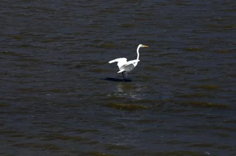 Egret Stock Photos