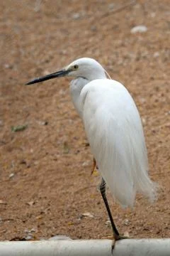 Egret Stock Photos