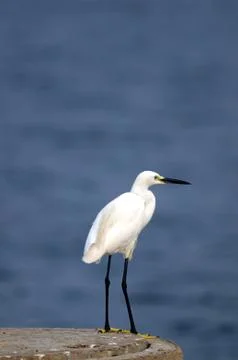 Egret Stock Photos