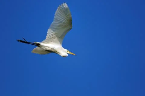 Egret Stock Photos