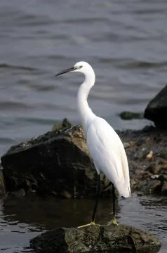 Egret Foto stock