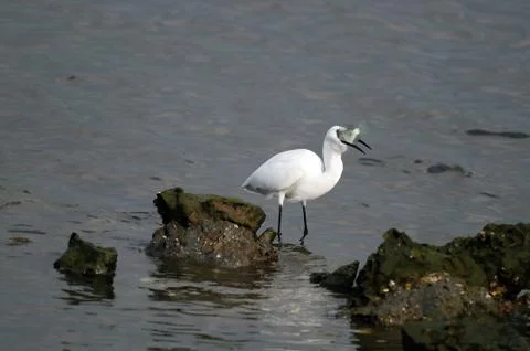 Egret Stock Photos