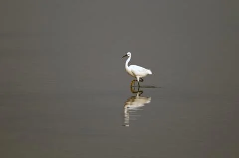 Egret Stock Photos