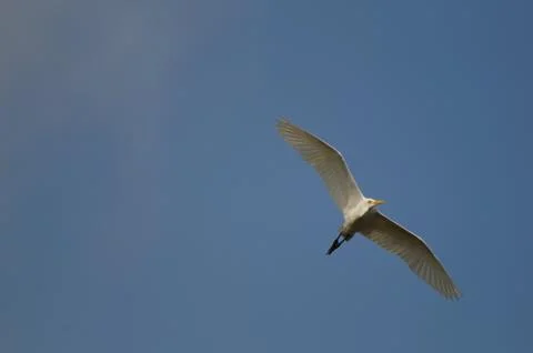 Egret Stock Photos