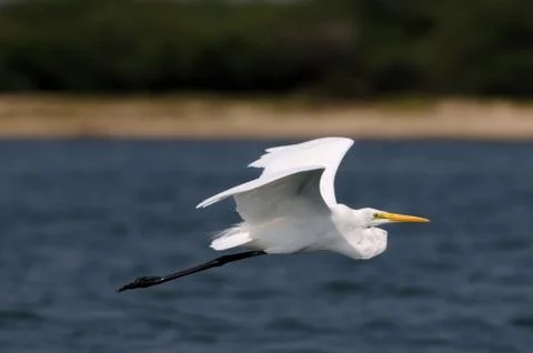 Egret Stock Photos
