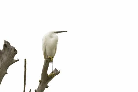 Egret Stock Photos