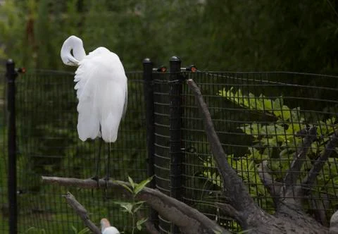 Egret Stock Photos