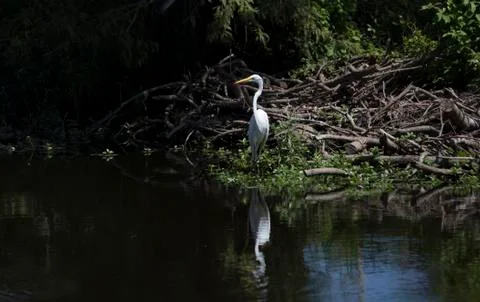 Egret Stock Photos