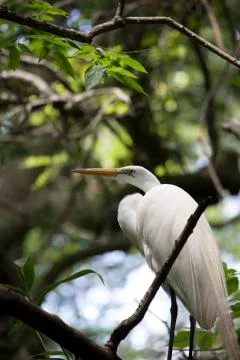 Egret Foto stock