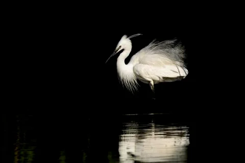 Egret Stock Photos