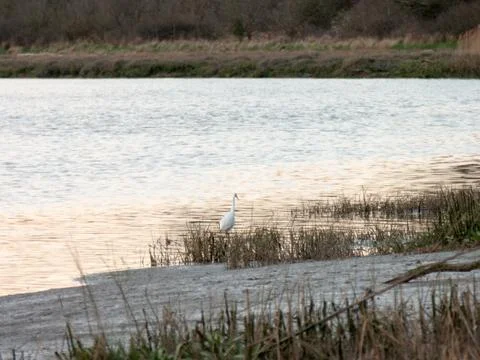 Egret Stock Photos