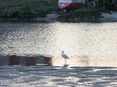 Egret Stock Photos