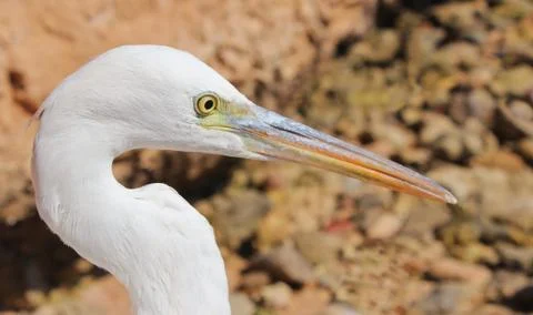 Egret Stock Photos