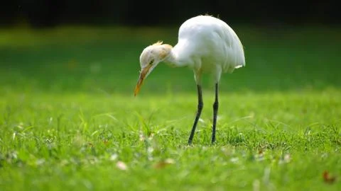 Egret Stock Photos