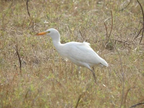 Egret Foto stock