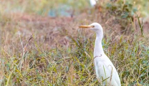 The Egret Stock Photos