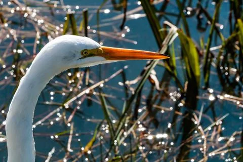 Egret Stock Photos