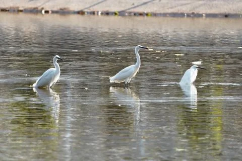 Egret Stock Photos