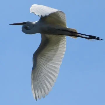 Egret Foto stock