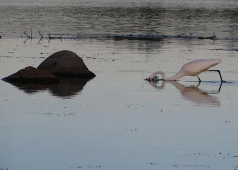 Egret Stock Photos