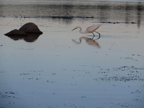 Egret Stock Photos